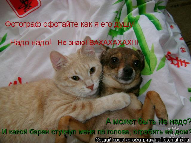 Фотограф сфотайте как я его душу! А может быть не надо? Надо надо! И какой баран стукнул меня по голо... Котоматрица: Фотограф сфотайте как я его душу! А может быть не надо? Надо надо! И какой баран стукнул меня по голове, ограбить её дом? Не знаю! ВАХАХАХАХ!!!
