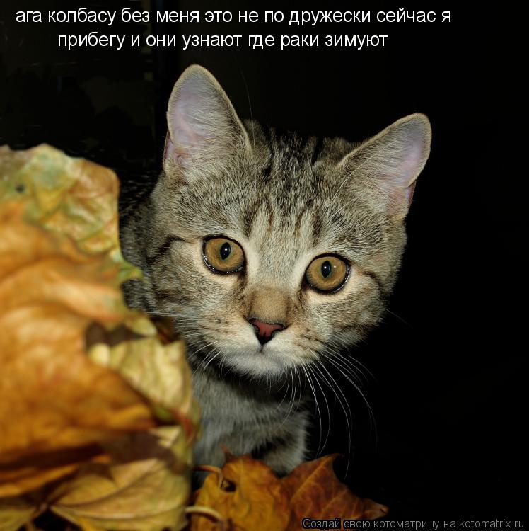 ага колбасу без меня это не по дружески сейчас я прибегу и они узнают где раки зимуют... Котоматрица: ага колбасу без меня это не по дружески сейчас я прибегу и они узнают где раки зимуют