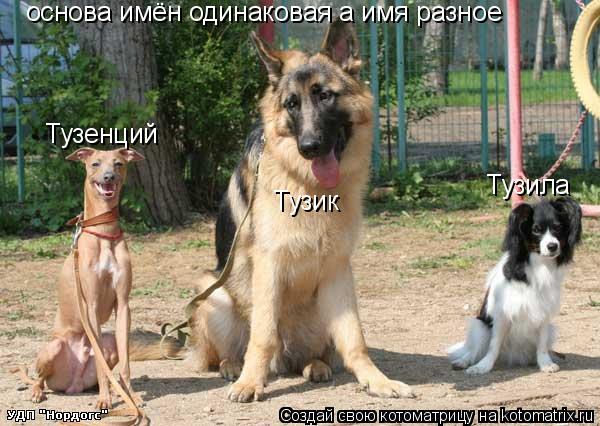 основа имён одинаковая а имя разное Тузик Тузенций Тузила... Котоматрица: основа имён одинаковая а имя разное Тузик Тузенций Тузила