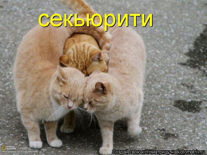 секьюрити... Котоматрица: секьюрити