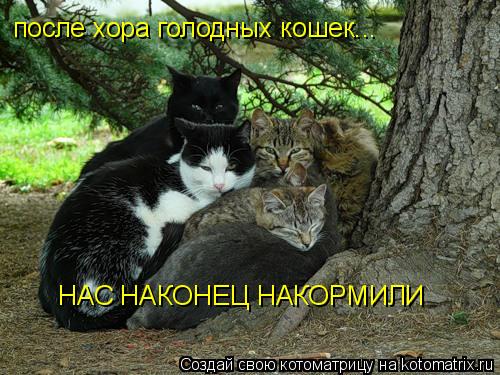 после хора голодных кошек... НАС НАКОНЕЦ НАКОРМИЛИ... Котоматрица: после хора голодных кошек... НАС НАКОНЕЦ НАКОРМИЛИ