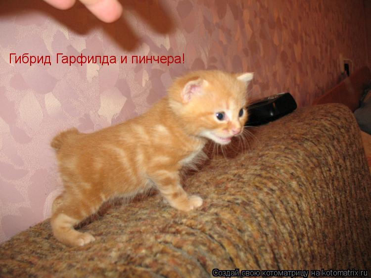Гибрид Гарфилда и пинчера!... Котоматрица: Гибрид Гарфилда и пинчера!