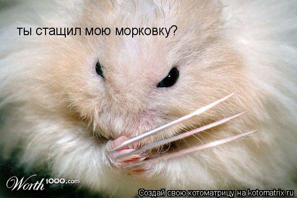 ты стащил мою морковку?... Котоматрица: ты стащил мою морковку?