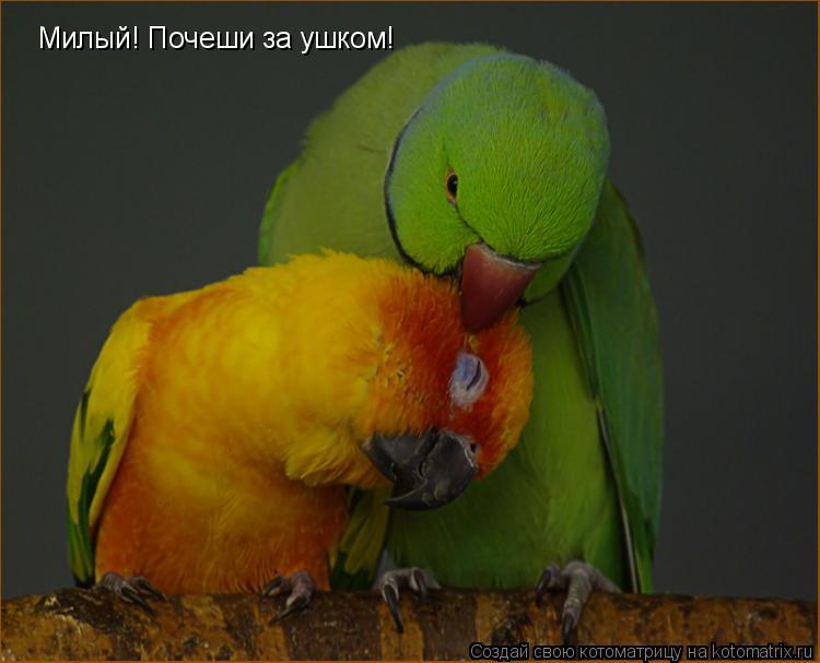Милый! Почеши за ушком!... Котоматрица: Милый! Почеши за ушком!