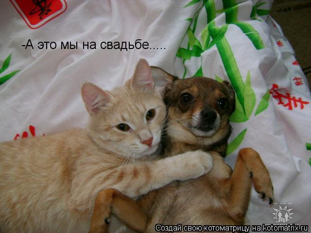 -А это мы на свадьбе........ Котоматрица: -А это мы на свадьбе.....