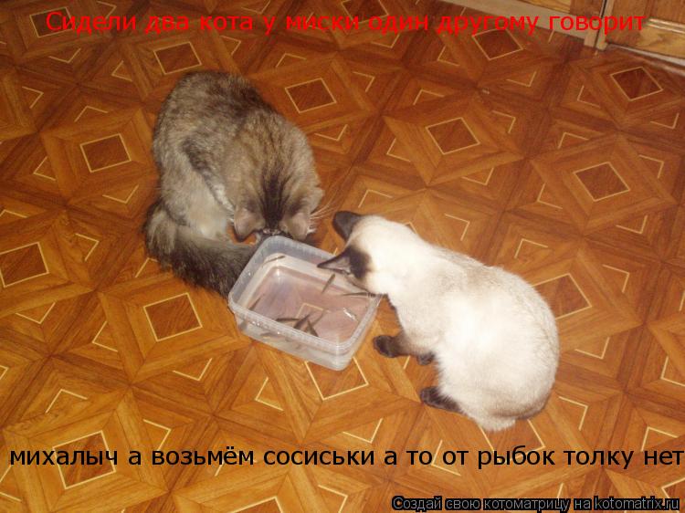 Сидели два кота у миски один другому говорит михалыч а возьмём сосиськи а то от рыбок толку нет... Котоматрица: Сидели два кота у миски один другому говорит михалыч а возьмём сосиськи а то от рыбок толку нет