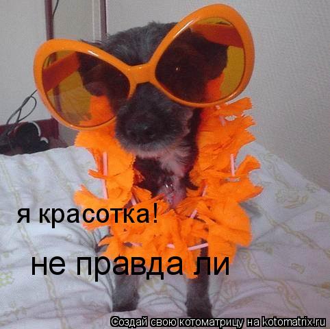 я красотка! не правда ли... Котоматрица: я красотка! не правда ли