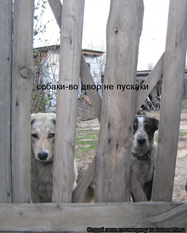 собаки-во двор не пускаки... Котоматрица: собаки-во двор не пускаки