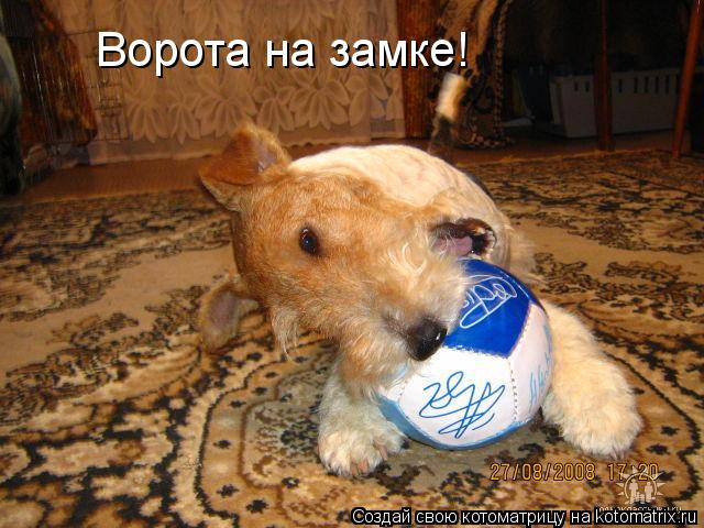 Ворота на замке!... Котоматрица: Ворота на замке!