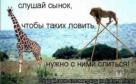 слушай сынок, чтобы таких ловить, нужно с ними слиться!... Котоматрица: слушай сынок, чтобы таких ловить, нужно с ними слиться!