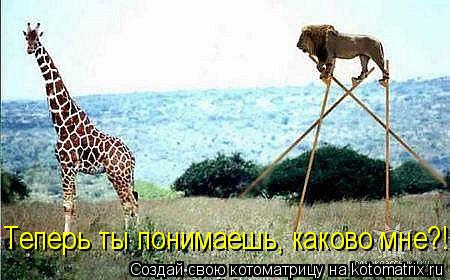 Теперь ты понимаешь, каково мне?!... Котоматрица: Теперь ты понимаешь, каково мне?!