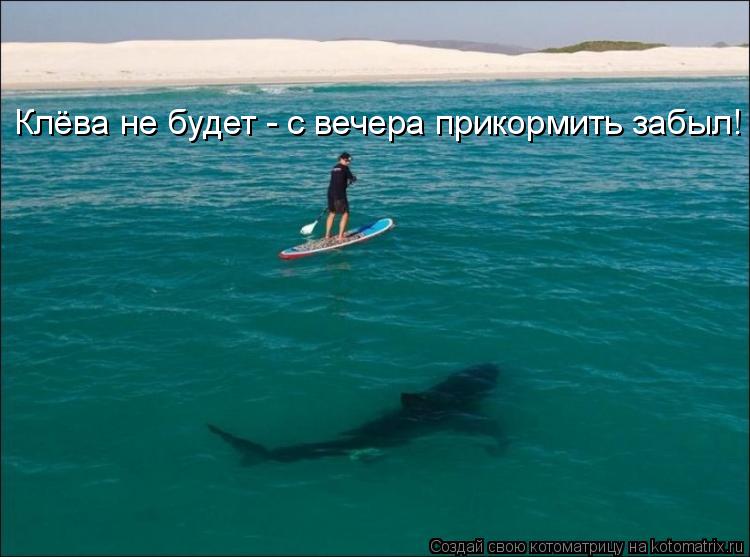 Котоматрица: Клёва не будет - с вечера прикормить забыл!