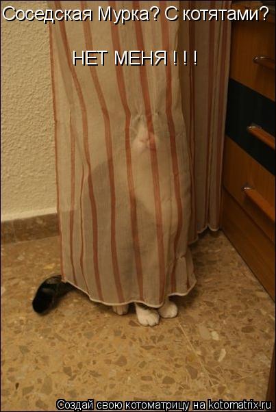 Котоматрица: Соседская Мурка? С котятами?  НЕТ МЕНЯ ! ! !