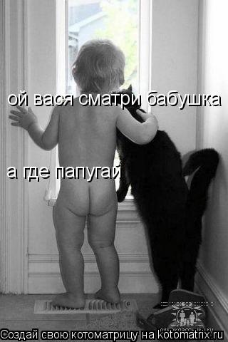 Котоматрица: ой вася сматри бабушка а где папугай