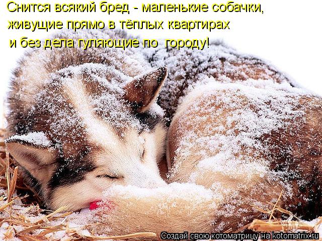 Котоматрица: Снится всякий бред - маленькие собачки,  живущие прямо в тёплых квартирах  и без дела гуляющие по  городу!