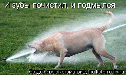 Котоматрица: И зубы почистил, и подмылся