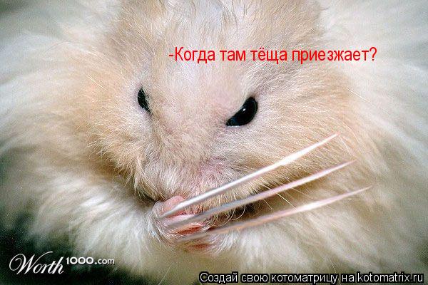 Котоматрица: -Когда там тёща приезжает?