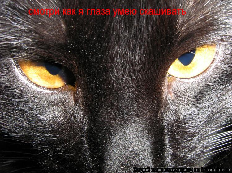 Котоматрица: смотри как я глаза умею скашивать