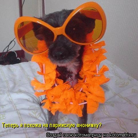 Теперь я похожа на парижскую анонимку?... Котоматрица: Теперь я похожа на парижскую анонимку?