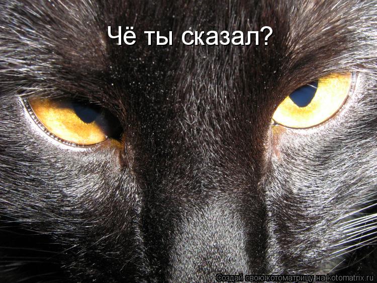 Котоматрица: Чё ты сказал?