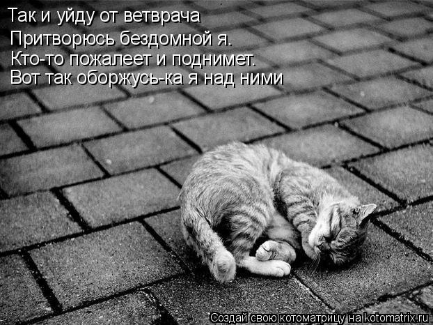 Так и уйду от ветврача Притворюсь бездомной я. Кто-то пожалеет и поднимет. Вот так оборжусь-ка я над ... Котоматрица: Так и уйду от ветврача Притворюсь бездомной я. Кто-то пожалеет и поднимет. Вот так оборжусь-ка я над ними