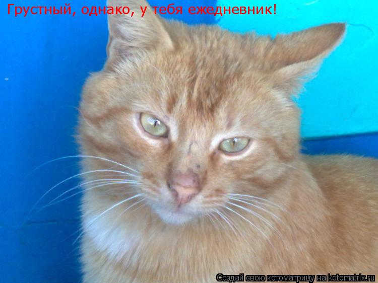 Грустный, однако, у тебя ежедневник!... Котоматрица: Грустный, однако, у тебя ежедневник!