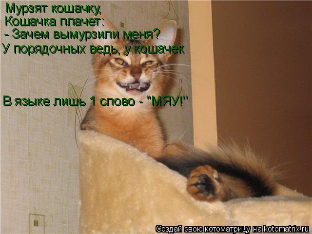 Мурзят кошачку, Кошачка плачет: - Зачем вымурзили меня? У порядочных ведь, у кошачек В языке лишь 1 с... Котоматрица: Мурзят кошачку, Кошачка плачет: - Зачем вымурзили меня? У порядочных ведь, у кошачек В языке лишь 1 слово - "МЯУ!"