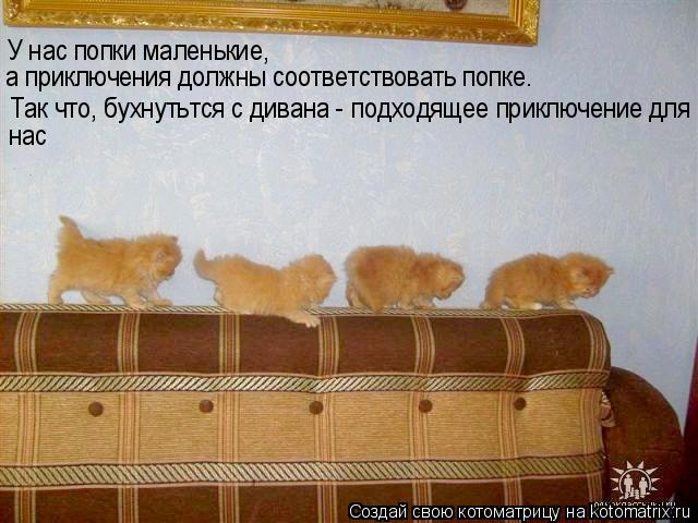У нас попки маленькие, а приключения должны соответствовать попке. Так что, бухнутьтся с дивана - под... Котоматрица: У нас попки маленькие, а приключения должны соответствовать попке. Так что, бухнутьтся с дивана - подходящее приключение для нас