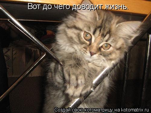 Вот до чего доводит жизнь.... Котоматрица: Вот до чего доводит жизнь.