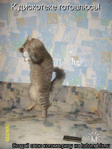 К дискотеке готовлюсь!... Котоматрица: К дискотеке готовлюсь!