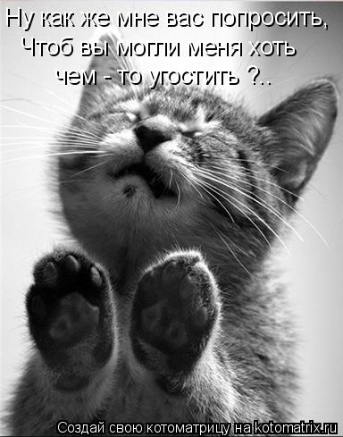Ну как же мне вас попросить, Чтоб вы могли меня хоть чем - то угостить ?..... Котоматрица: Ну как же мне вас попросить, Чтоб вы могли меня хоть чем - то угостить ?..