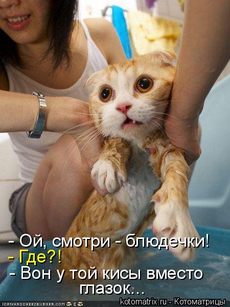 - Ой, смотри - блюдечки! - Где?! - Вон у той кисы вместо глазок...... Котоматрица: - Ой, смотри - блюдечки! - Где?! - Вон у той кисы вместо глазок...