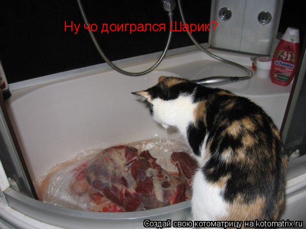 Ну чо доигрался Шарик?... Котоматрица: Ну чо доигрался Шарик?