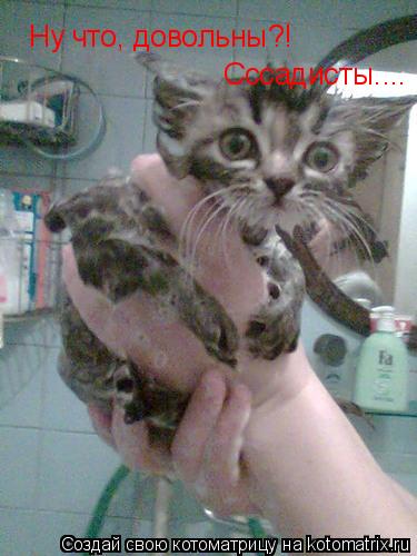 Ну что, довольны?! Сссадисты....... Котоматрица: Ну что, довольны?! Сссадисты....