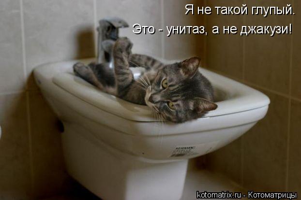 Я не такой глупый. Это - унитаз, а не джакузи!... Котоматрица: Я не такой глупый. Это - унитаз, а не джакузи!