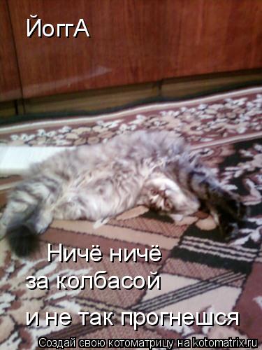 ЙоггА Ничё ничё за колбасой и не так прогнешся... Котоматрица: ЙоггА Ничё ничё за колбасой и не так прогнешся