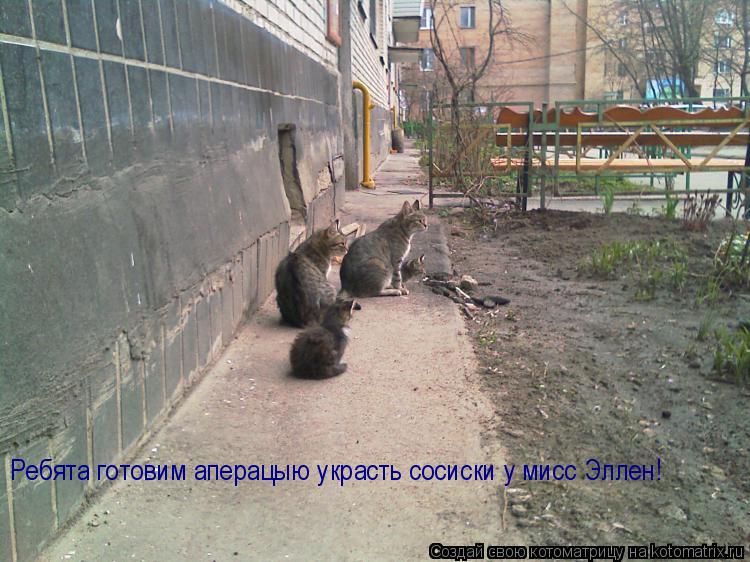 Ребята готовим аперацыю украсть сосиски у мисс Эллен!... Котоматрица: Ребята готовим аперацыю украсть сосиски у мисс Эллен!