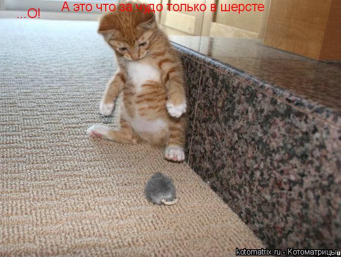...О! А это что за чудо только в шерсте... Котоматрица: ...О! А это что за чудо только в шерсте