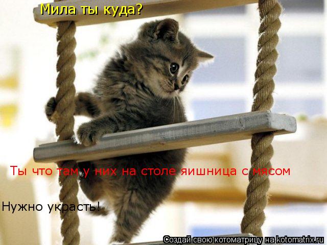Мила ты куда? Ты что там у них на столе яишница с мясом Нужно украсть!... Котоматрица: Мила ты куда? Ты что там у них на столе яишница с мясом Нужно украсть!