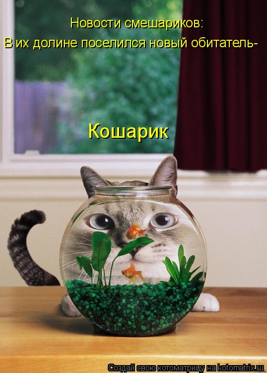Новости смешариков: В их долине поселился новый обитатель- Кошарик... Котоматрица: Новости смешариков: В их долине поселился новый обитатель- Кошарик