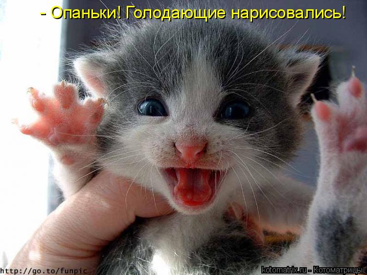 - Опаньки! Голодающие нарисовались!... Котоматрица: - Опаньки! Голодающие нарисовались!
