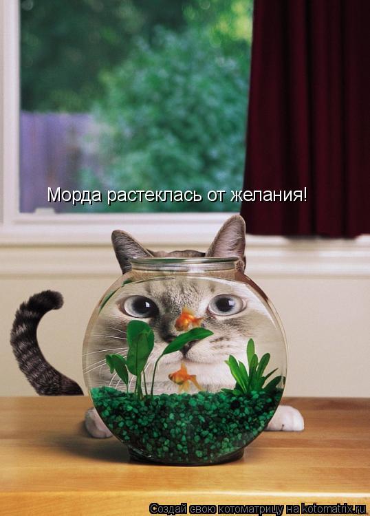 Морда растеклась от желания!... Котоматрица: Морда растеклась от желания!