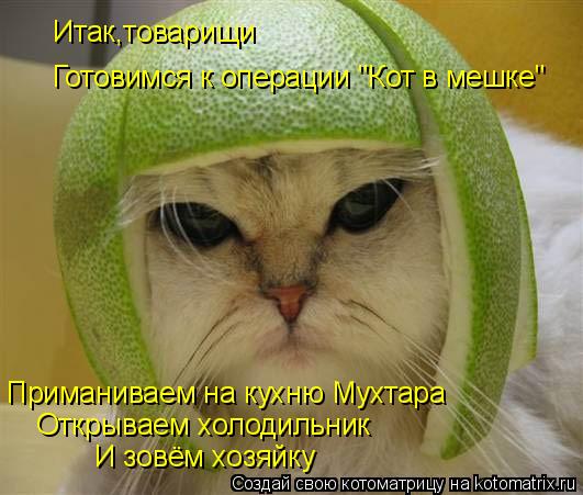 Итак,товарищи Готовимся к операции "Кот в мешке" Приманиваем на кухню Мухтара Открываем холодильник И... Котоматрица: Итак,товарищи Готовимся к операции "Кот в мешке" Приманиваем на кухню Мухтара Открываем холодильник И зовём хозяйку