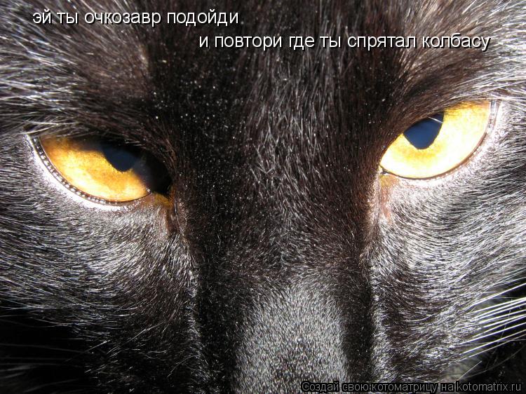 эй ты очкозавр подойди и повтори где ты спрятал колбасу... Котоматрица: эй ты очкозавр подойди и повтори где ты спрятал колбасу