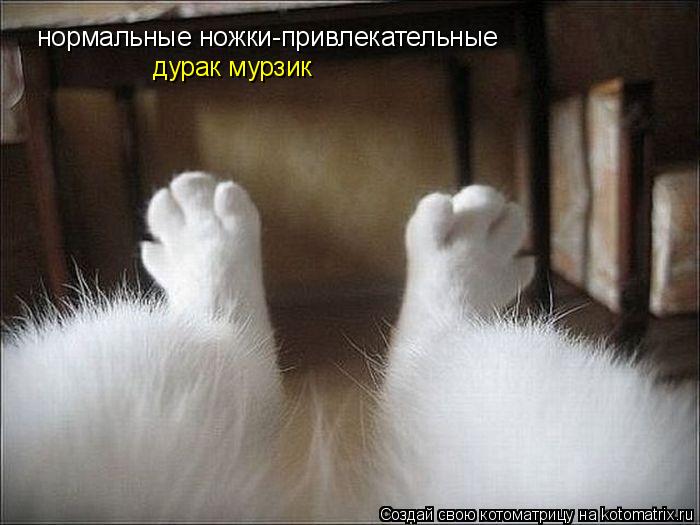 нормальные ножки-привлекательные дурак мурзик... Котоматрица: нормальные ножки-привлекательные дурак мурзик