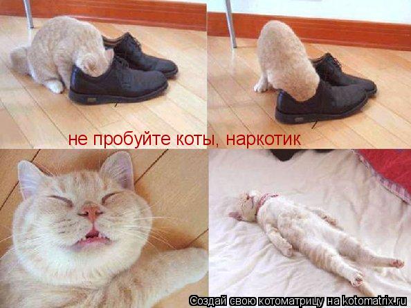 не пробуйте коты, наркотик... Котоматрица: не пробуйте коты, наркотик