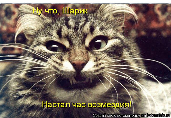 Ну что, Шарик Настал час возмездия!... Котоматрица: Ну что, Шарик Настал час возмездия!