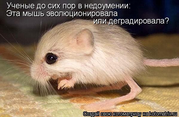 Ученые до сих пор в недоумении: Эта мышь эволюционировала или деградировала?... Котоматрица: Ученые до сих пор в недоумении: Эта мышь эволюционировала или деградировала?
