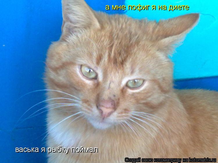 васька я рыбку поймал а мне пофиг я на диете... Котоматрица: васька я рыбку поймал а мне пофиг я на диете