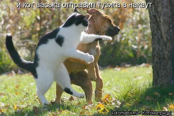 и кот васька отправил тузика в накаут... Котоматрица: и кот васька отправил тузика в накаут